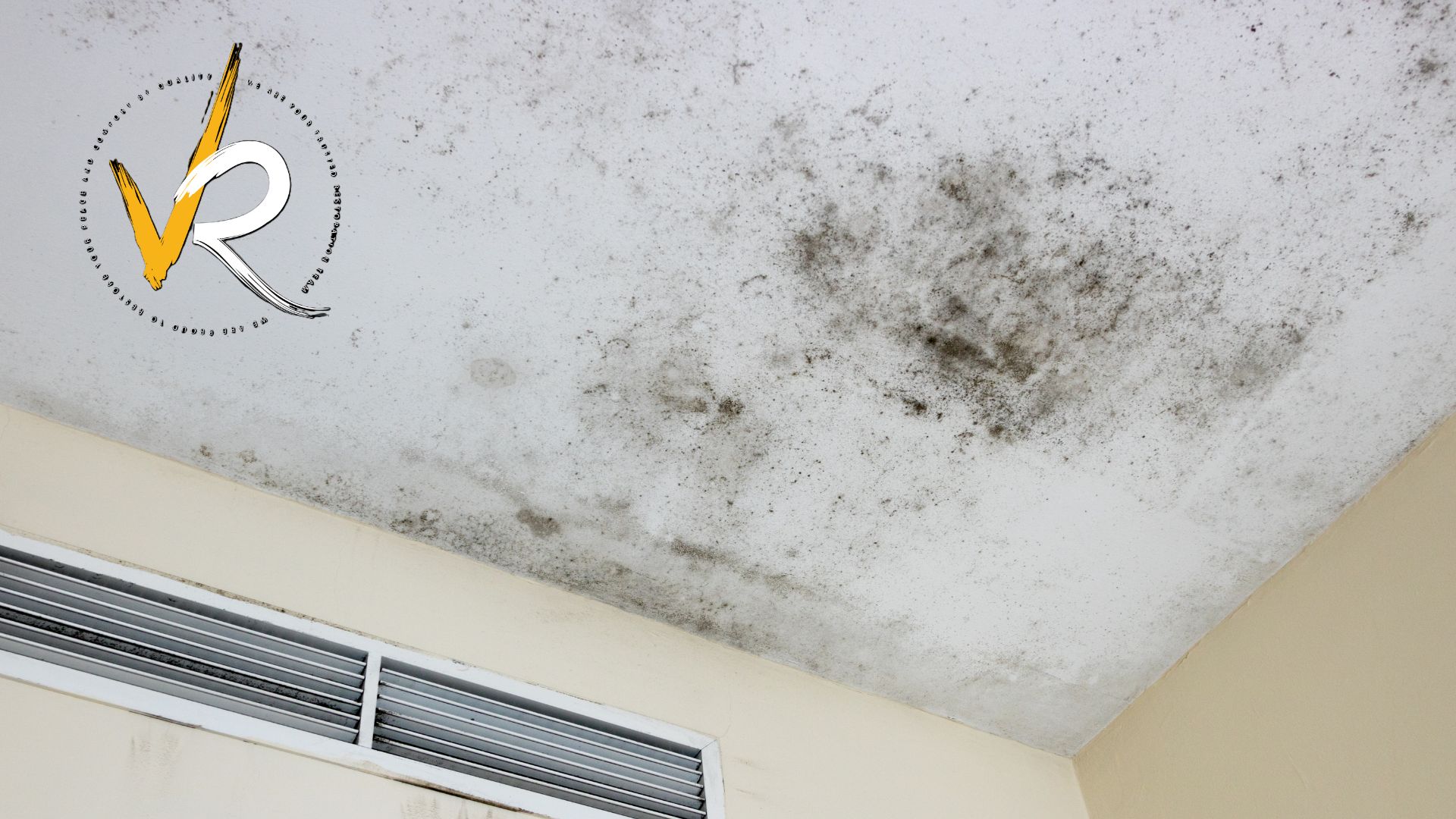 Free Mold Inspection In Vancouver And Surrounding Areas Book Today