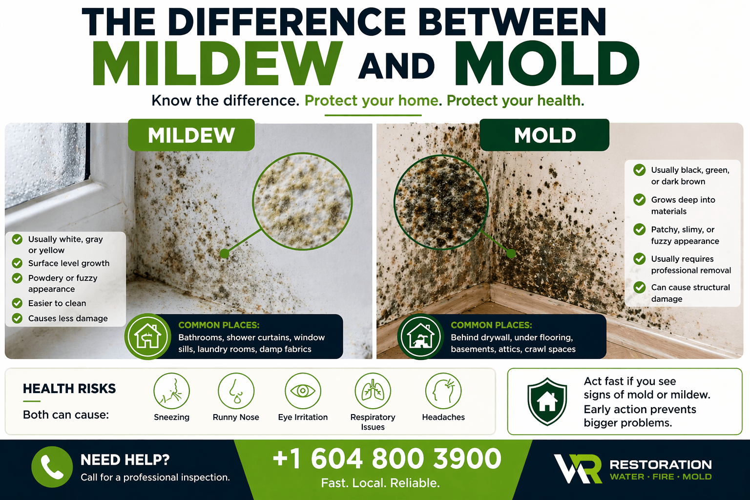 The Difference Between Mildew and Mold